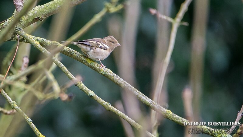 Pinson des Arbres (Fringilla Coelebs)