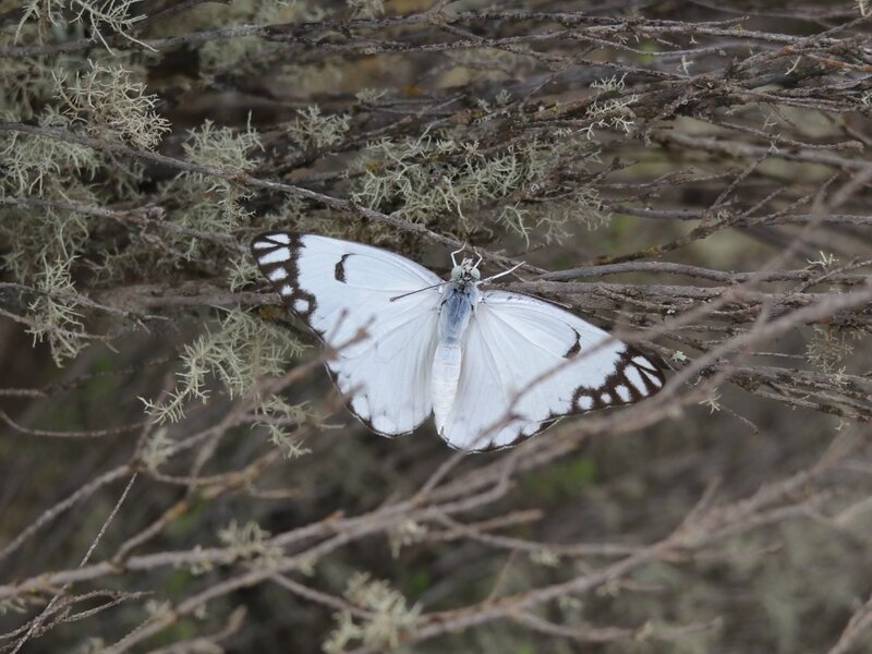 Un papillon blanc
