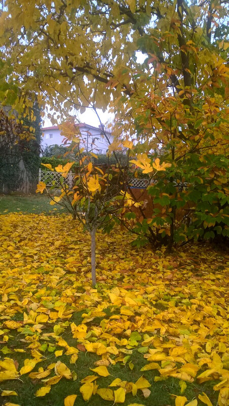 20181117 feuilles de mûrier et de figuier 2