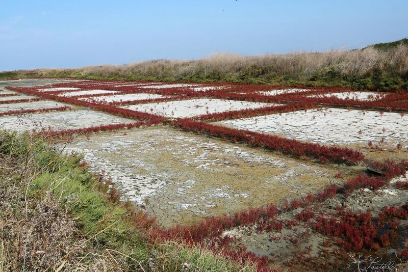 Marais salants de Guérande_A99A7429