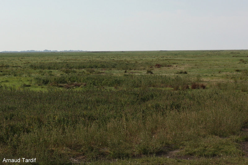 002751 Baie de Somme Septembre 2021 - Le Chemin de Fer de la Baie de Somme - De Noyelles à St Valéry