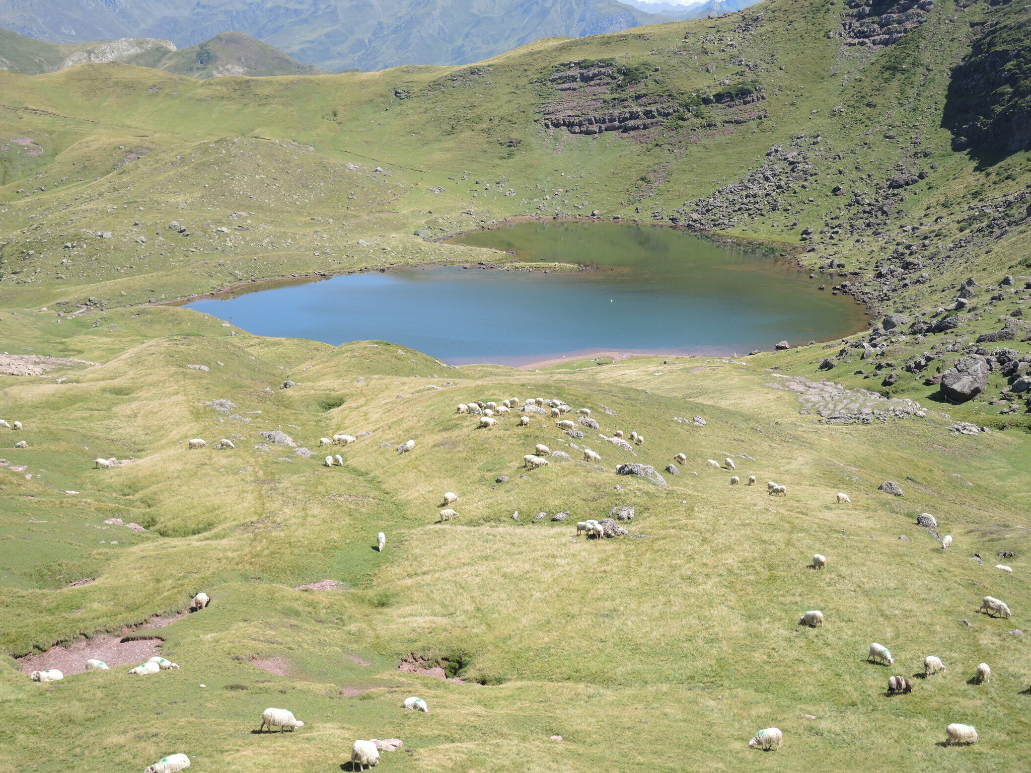 Lac d'Arlet, lac et brebis