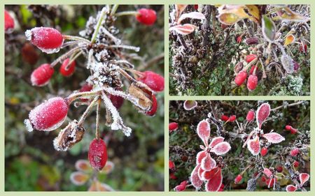 berberis