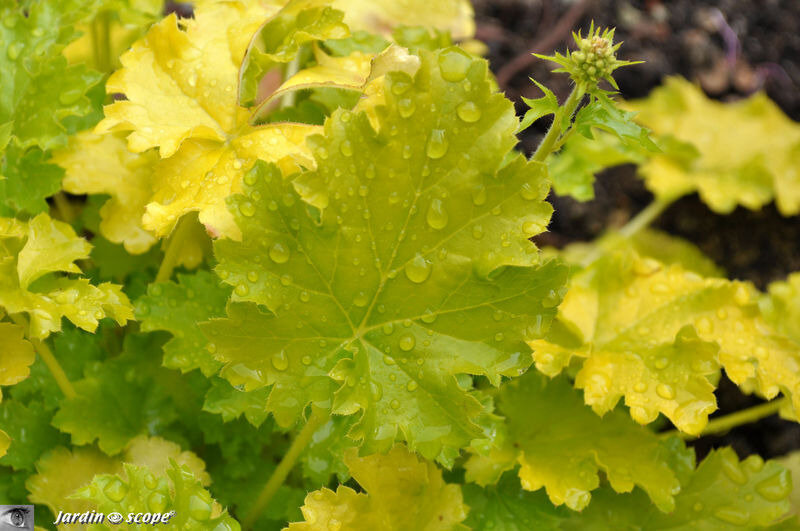 Heuchera Lime Ricky
