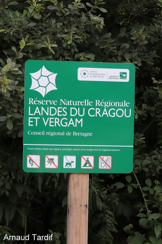 001913 Plomodiern - Les Monts d'Arrée - La Réserve Naturelle des Landes du Cragou blog