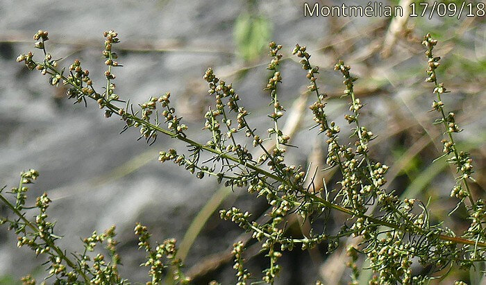 Artemisia campestris subsp campestris