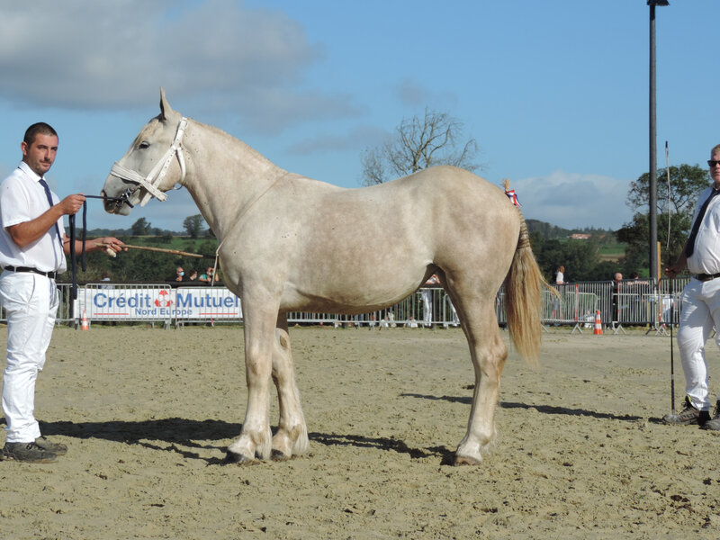 Jade de l'Ecurie - 5 Septembre 2020 - National Boulonnais - Samer (62) - 5e (1 an - Livre A (nées le 1er Mai 2019 et après))