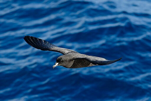 Westland_petrel_flying