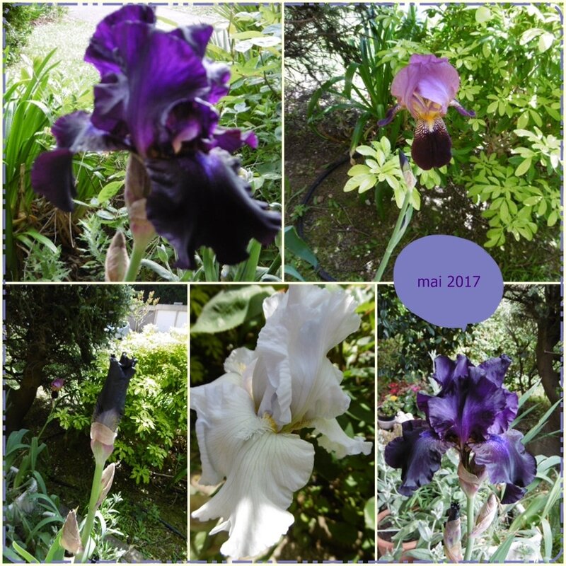 mosa_que_iris_mai_2017