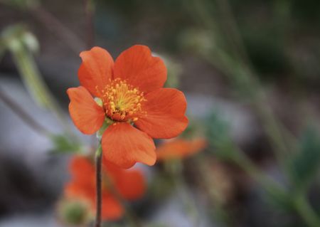 fleur_orange