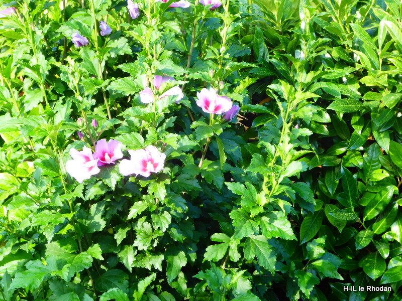 Hibiscus et Platycocons (2)