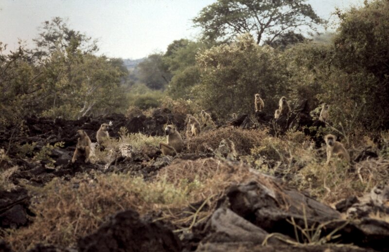 samburu babouin b