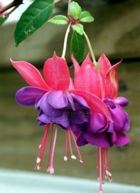 494000-fuschia--closeup-on-some-elegant-and-delicate-hanging-down-red-and-purple-fuchsia-flowers-in-bloom[2]