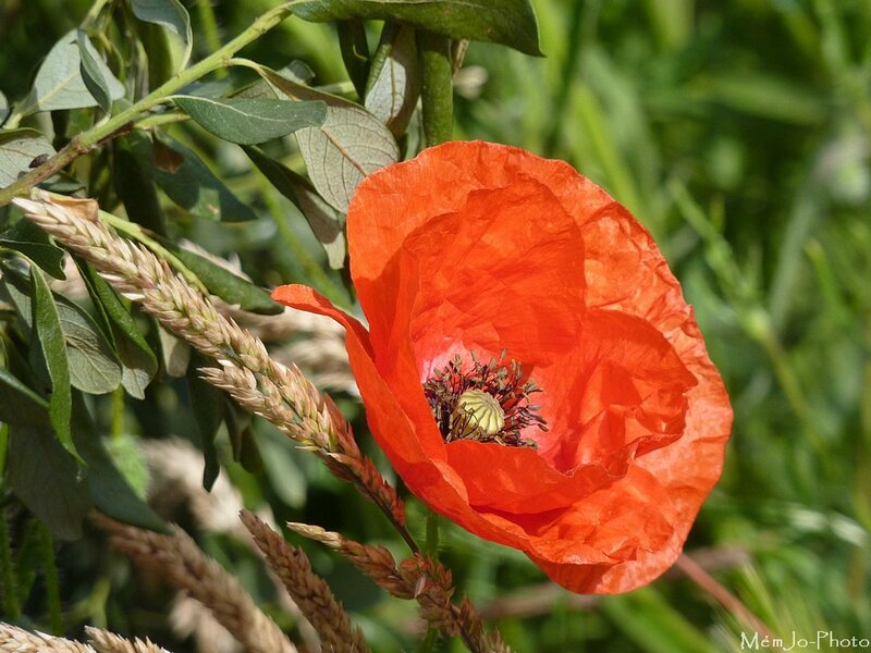 2012_06_02-Poppy 278