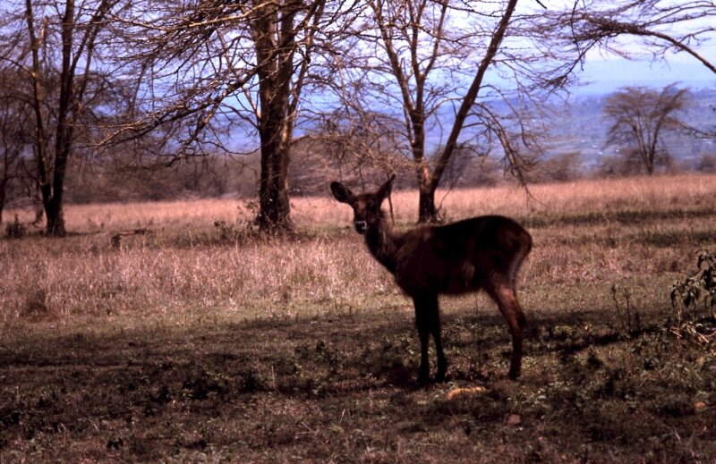 nakuru impala e