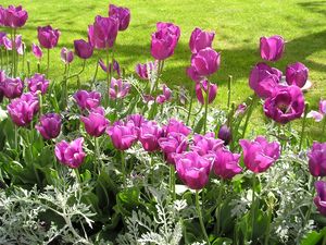 tulipes_rochefort