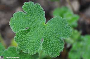 Geranium_Renardii_feuille