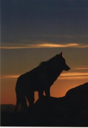 graywolf1standing_in_twilight_hill
