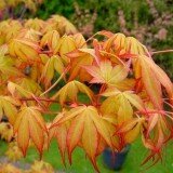 erable-du-japon-katsura-acer-palmatum