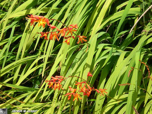 9024_Mombricias
