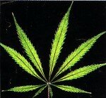 feuille_cannabis