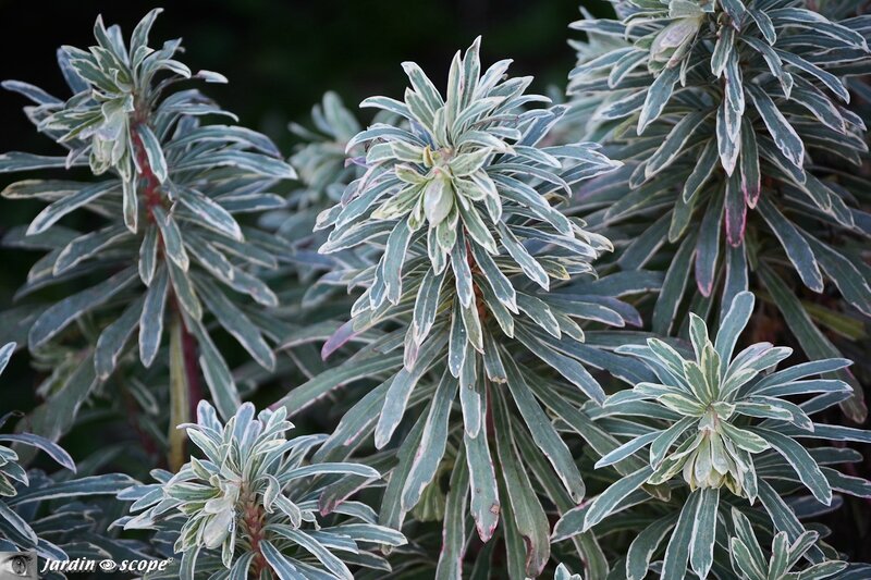 Euphorbia Characias Silver Swan