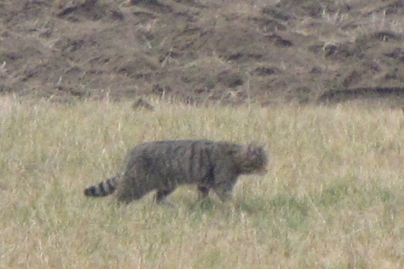 2009_02_26_Madine_grues_vache_chat (28)