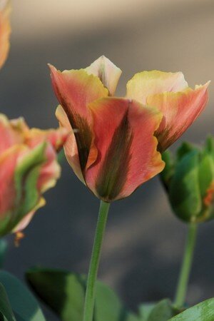 IMG_2466copie2