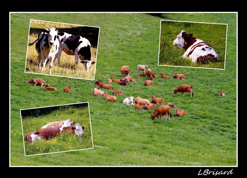 VACHES