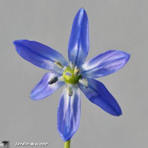 Scille de Sibérie • Scilla Sibirica