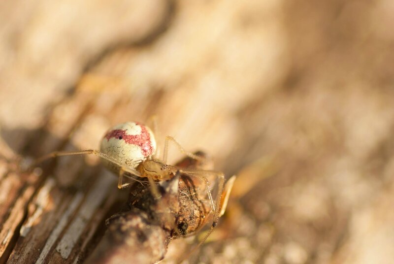 Enoplognatha latimana ovata