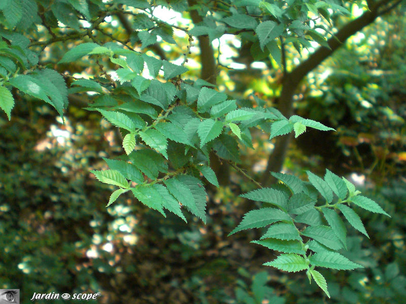 Feuillage de l'Orme • Ulmus 'jacqueline Hillier'
