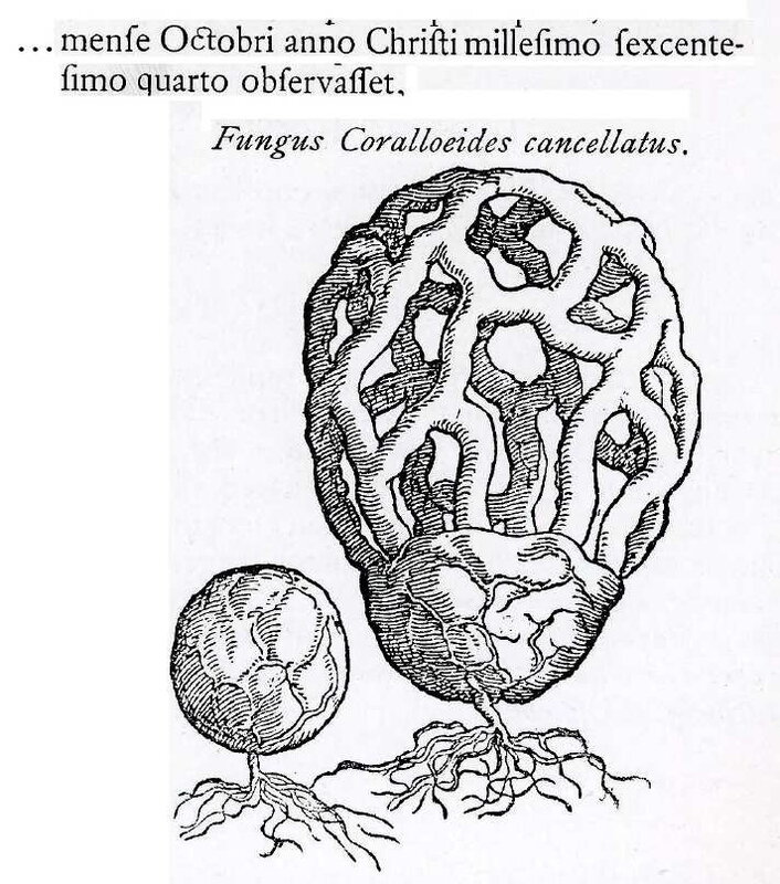 Clathrus_cancellatus_Clusius