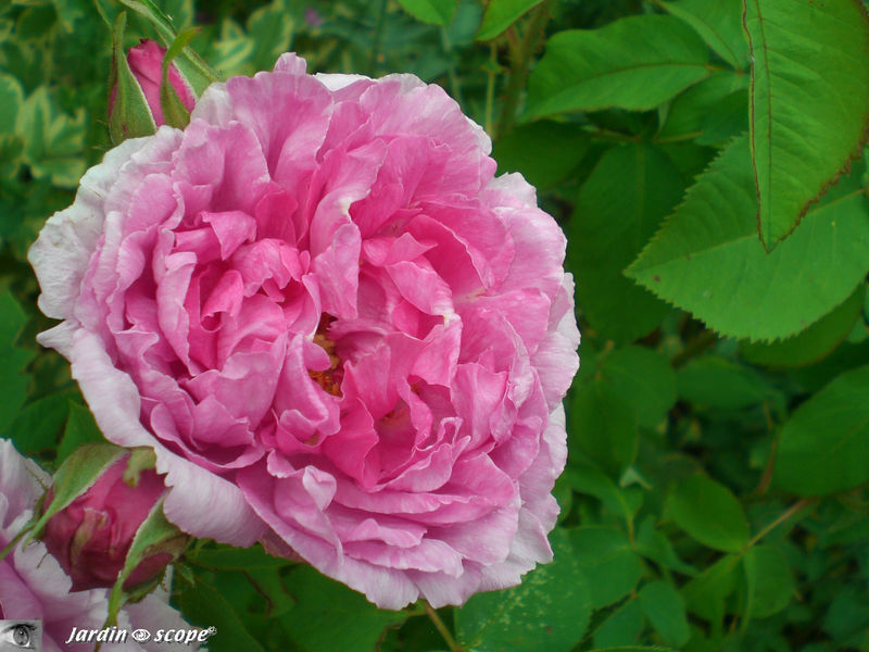 Comte de Chambord