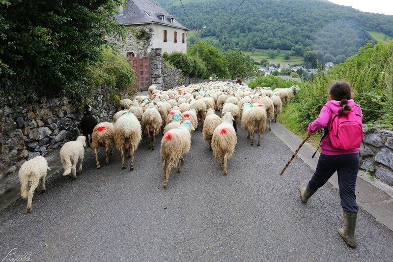 Transhumance_A99A4377b