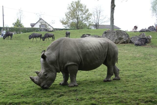 Rhinocéros ZooParc de Beauval ©Kid Friendly