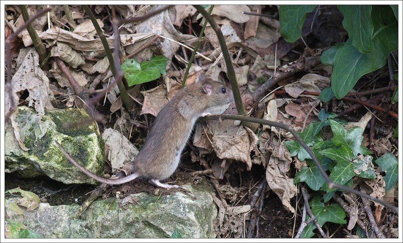 ville rat debout 200114