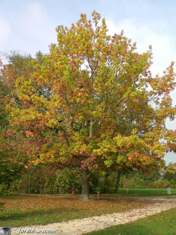 Chêne écarlate • Quercus Coccinea • Famille des Fagaceae
