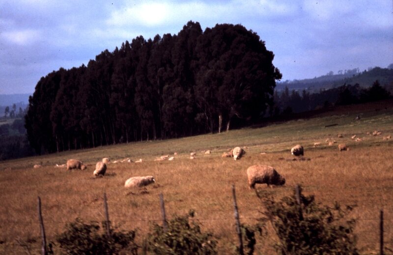 nord kenya o