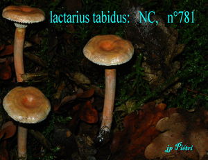 lactarius_tabidus_n_781