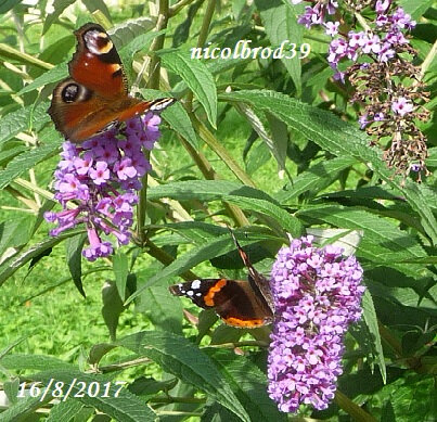 Papillon buddleia