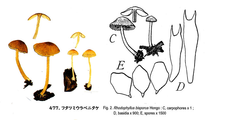 IH 1 pl 66 Entoloma bispora 477 mont