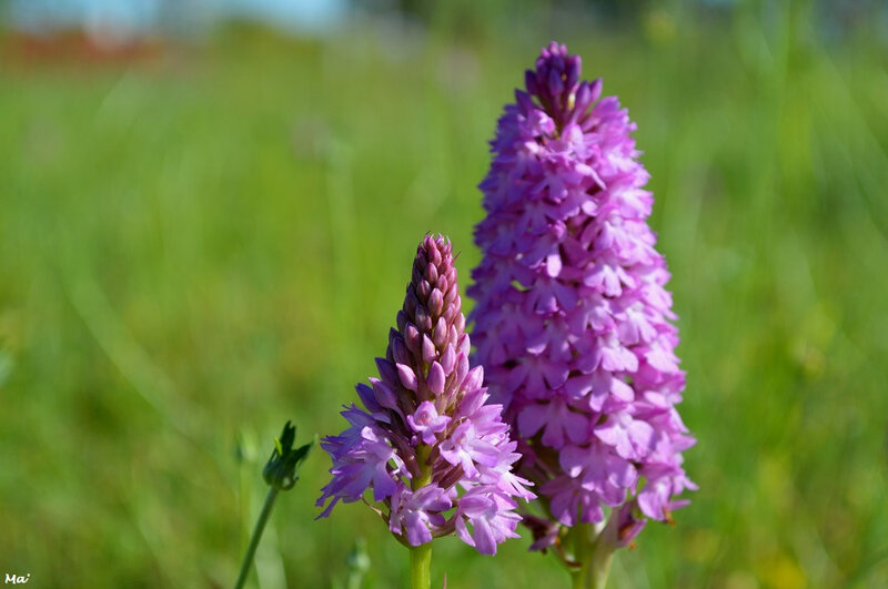 190612_orchis_pyramidal_2
