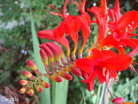 jardin_080705_Crocosmia03