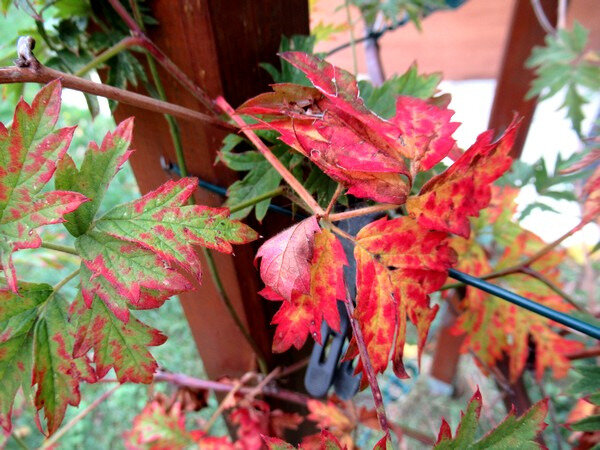 201910 jardin début octobre mûrier
