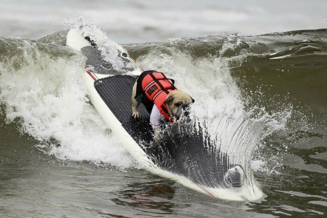 chiens surfeurs USA 1