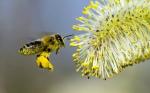 ob_fa0eb1_pollinisation-abeilles-1024x640-03bc4[1]