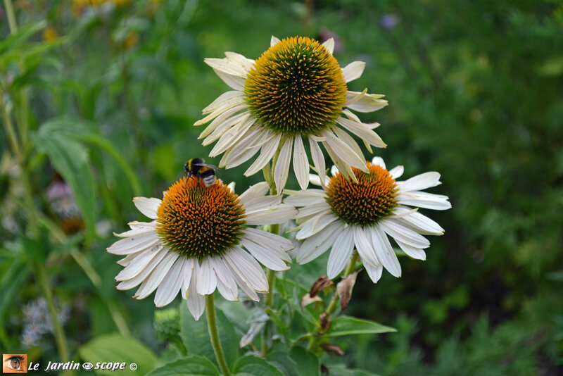 Echinacea-purpurea-white-swan