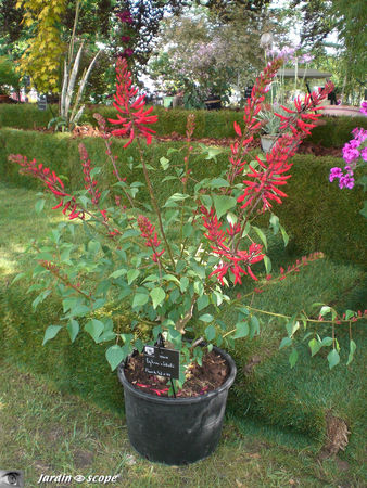 9408_Erythrina_x_Qid_Willii