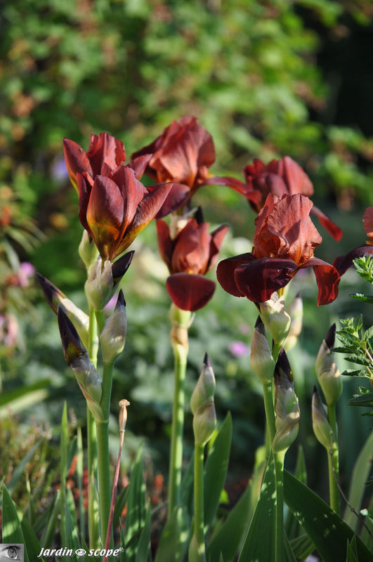 Iris 'Sultan Palace'